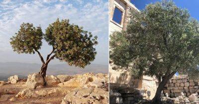 Spiritual Meaning of Planting an Olive Tree