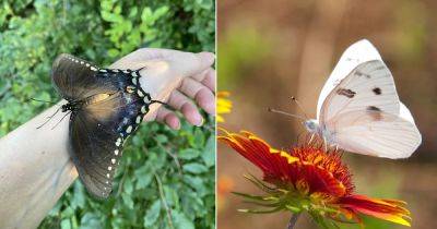 What Does It Mean to Cross Paths with a Butterfly?
