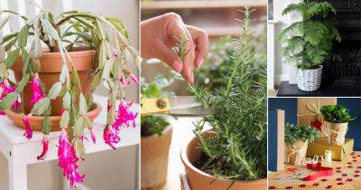 15 Things to Do With Holiday Plants After Christmas and New Year