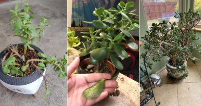 Jade Plant Leaves Falling Off: 8 Major Reasons and Solutions