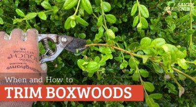 When to Trim Boxwoods and How to Do It Right