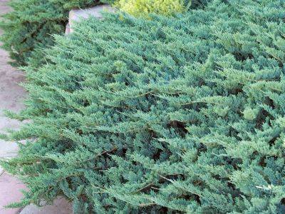 Protect Your Plot In Style With These Juniper Ground Cover Plants
