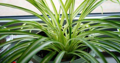 When and How to Divide Spider Plants