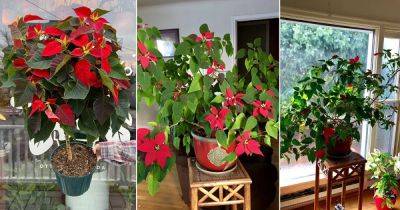 8 Poinsettia Care Tips After Christmas for Year Round Growing