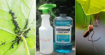 Listerine as Bug Repellent: Use Listerine to Repel Mosquitoes & Flies