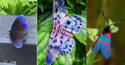 15 Beautiful Blue Moths You May Spot in the Garden
