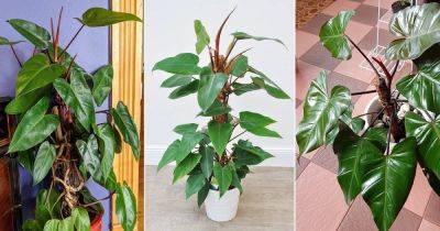 How to Grow Philodendron Red Emerald
