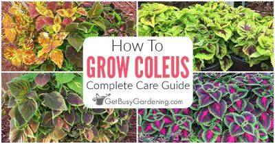 How To Care For Coleus Plants
