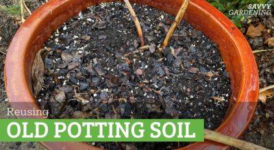 Can You Reuse Potting Soil? Yes, and Here's How