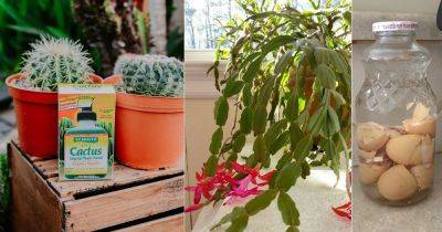Christmas Cactus articles