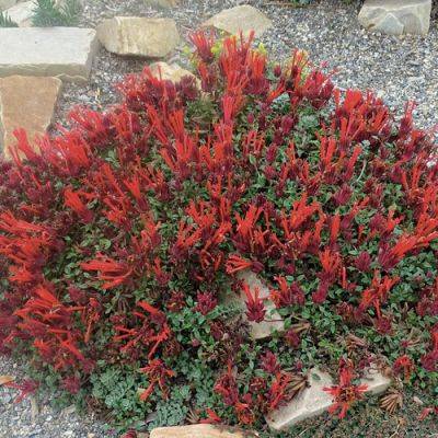 Evergreen Perennials for the Mountain West