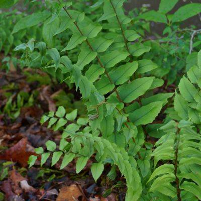 Evergreen Perennials for the Midwest