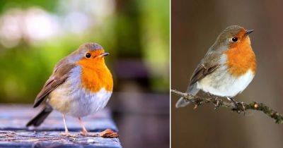 What Does it Mean When You See a Red Robin