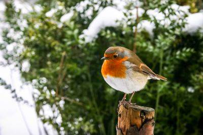 Encourage robins to your garden this Christmas