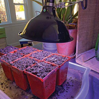 Tips for Starting Annual Seeds Indoors Successfully