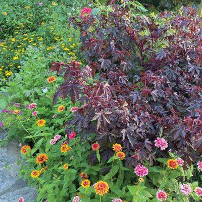 Jazz Up Your Garden with Annuals You Can Easily Grow from Seed