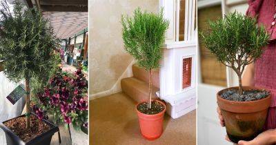 How to Grow Rosemary as a Tree