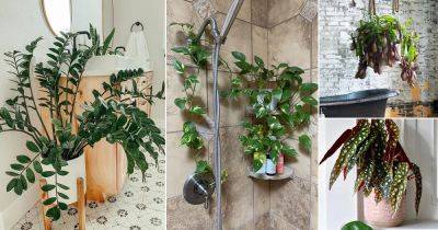 22 Best Shower Plants | Plants to Keep in Shower