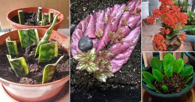 Never Throw Leaves of These 15 Plants! They'll Grow!