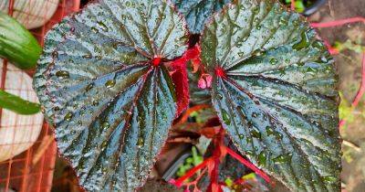 How to Grow and Care for Angel-Wing Begonias