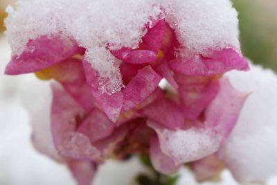 Why You Should Grow Snapdragons Outside In Winter
