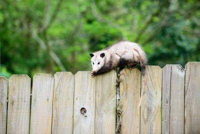 How To Keep Opossums Out Of Your Yard, According To Experts