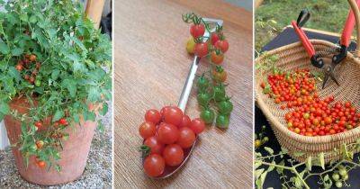 How to Grow Spoon Tomatoes (World's Smallest Tomatoes)
