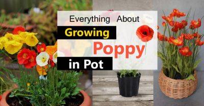 Growing Poppies In Pots | Care & How To Grow Poppies In Containers