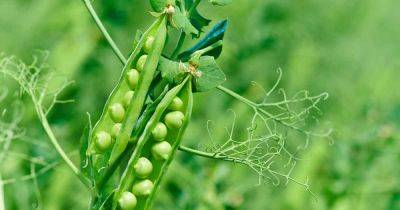 17 of the Best Shelling Pea Varieties to Grow in Your Garden