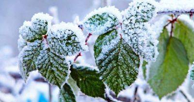 How to Prepare Boysenberry Bushes for Winter