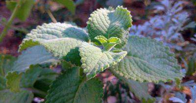 How to Grow and Care for Cuban Oregano