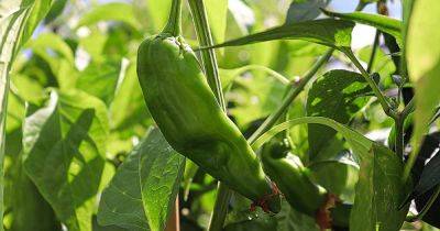 How to Plant and Grow Anaheim Peppers