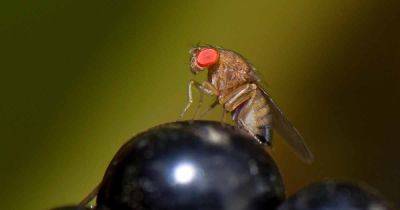 Organic Control of the Spotted Wing Drosophila