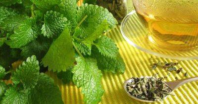 The Benefits of Lemon Balm Tea and How to Make the Perfect Infusion