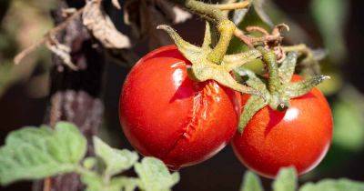 Are Split Tomatoes Safe to Eat?
