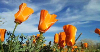 How to Plant and Grow California Poppies