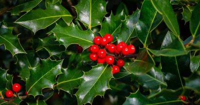 How to Grow and Care for English Holly