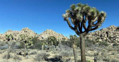 How to Grow and Care for Joshua Trees