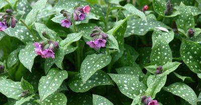 How to Grow and Care for Flowering Lungwort