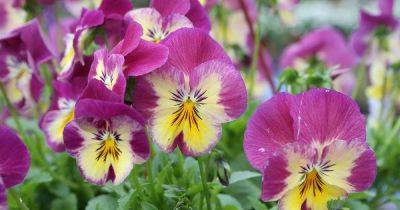 When Do Pansies Bloom?