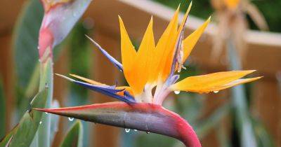 How to Overwinter Bird of Paradise Plants | Gardener's Path