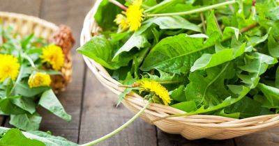 How to Use Dandelions for Food and Health | Gardener's Path