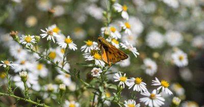 Are Aster Flowers Edible?