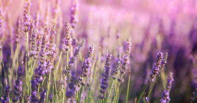 What’s the Difference Between French and English Lavender?