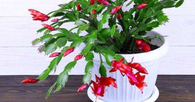Is Christmas Cactus Toxic to Cats?