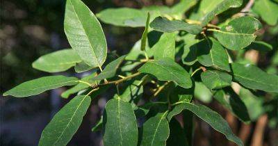 Top 5 Reasons to Plant Mexican White Oak