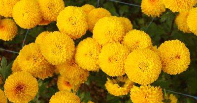 Tips for Growing African Marigolds