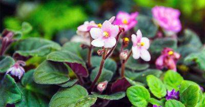 How to Propagate African Violets from Leaf Cuttings