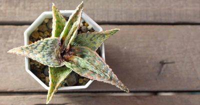 How to Identify and Control Mites on Succulents