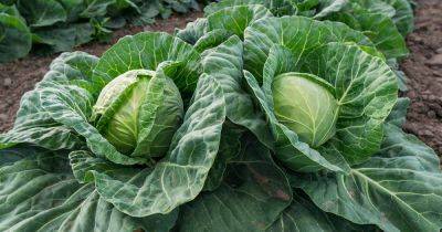 How to Prune Cabbage Leaves (And Why You Should)